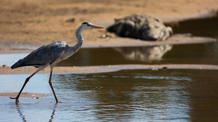  a grey heron in the water