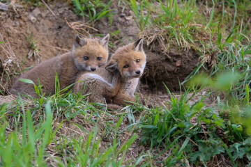 young fox (vulpes vulpes) of a few weeks old discovering the world and practicing his hunting skills to survive in the big world.
