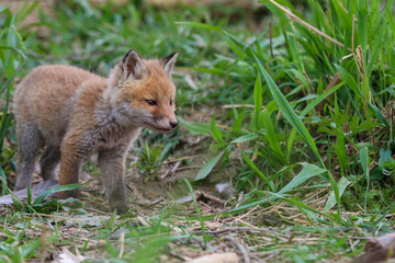 young fox (vulpes vulpes) of a few weeks old discovering the world and practicing his hunting skills to survive in the big world.