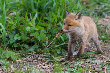Naklejka na ściany i meble young fox (vulpes vulpes) of a few weeks old discovering the world and practicing his hunting skills to survive in the big world.