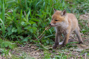 young fox (vulpes vulpes) of a few weeks old discovering the world and practicing his hunting skills to survive in the big world.