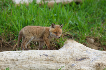 young fox (vulpes vulpes) of a few weeks old discovering the world and practicing his hunting skills to survive in the big world.