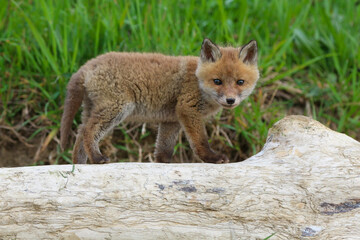 young fox (vulpes vulpes) of a few weeks old discovering the world and practicing his hunting skills to survive in the big world.