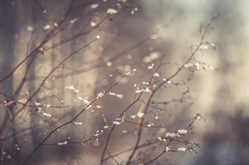 Plants of wild forests of Russia