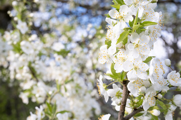 white flowers of a blooming apple tree