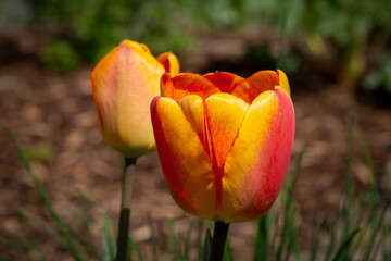 Tulpne