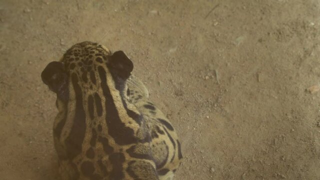 Clouded leopard is rare animal of the world. Close up texture of Clouded leopard skin.