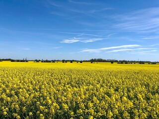 Rapsfeld bis an den Horizont