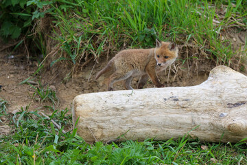 Fototapeta premium young fox (vulpes vulpes) of a few weeks old discovering the world and practicing his hunting skills to survive in the big world.