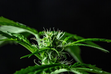 Fototapeta na wymiar Marijuana plant, almost ready for harvest, on a dark background