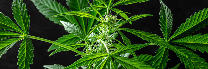 Cannabis plant panorama with vibrant green leaves and white flowers