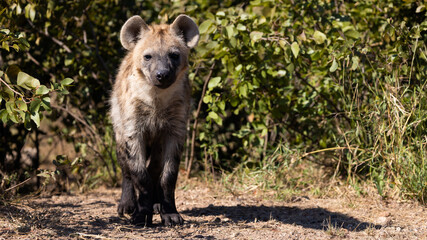Spotted hyena cub in the bush