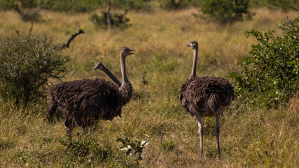 female ostriches in the wild