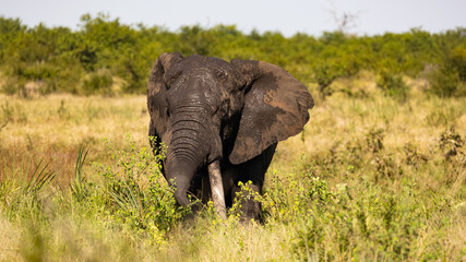 Fototapeta na wymiar African elephant tusker in Kruger