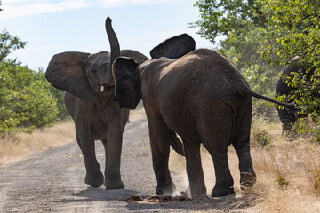 African elephants fighting in the road