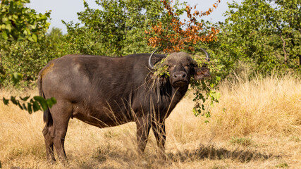 Naklejka na ściany i meble Cape buffalo with vegetation in her horns
