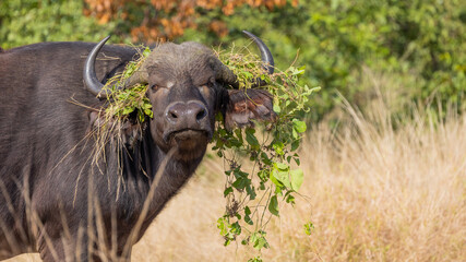 Cape buffalo with vegetation in her horns