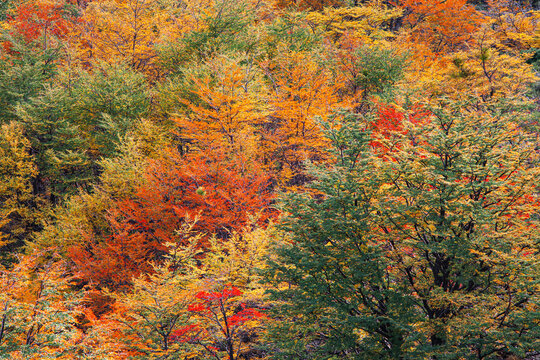 Forest with Lenga beech trees in autumn colors in Patagonia