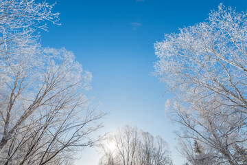 Snow and rime in winter in Changbai Mountain, Jilin Province, China