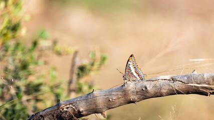 a beautiful butterfly on a branch