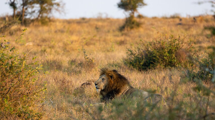 Black mane mature lion in the wild