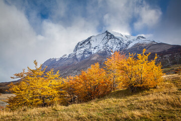 Landscape with snow covered mountains and Lenga beech trees in autumn colors