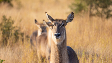 Waterbuck herd in the wild