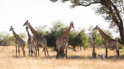 Gardinen A tower of giraffes seeking shade © Jurgens