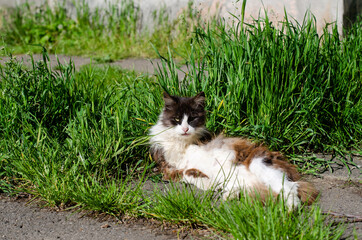 Street cat sits in the grass. An abandoned yard cat walks in the sun. A wandering pet.