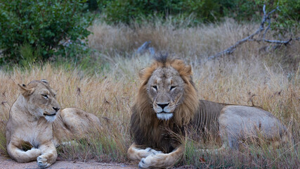mating pair of lions next to the road