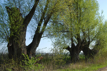 old willow , tree growing in the field