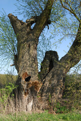 old willow , tree growing in the field
