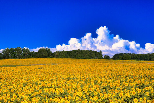 ひまわり畑」の写真素材 | 872,336件の無料イラスト画像 | Adobe Stock