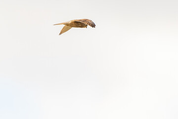 Close up of Kestrel - bird of prey - hovering in the sky, hunting for prey