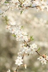blooming cherry tree