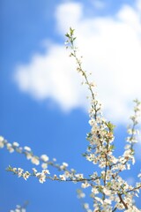 Obraz premium blossoming apple tree