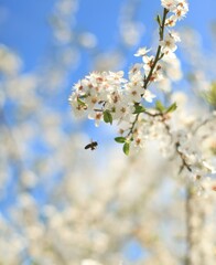 Obraz premium blossom in spring bee