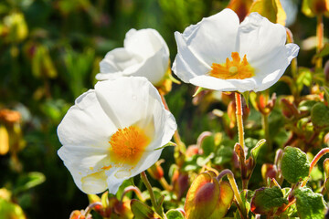 White flowers of Cistus salviifolius, the  sage-leaved rock-rose in sunlight on Majorca 