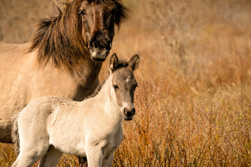 Mare and foal konik horses head in a nature reserve, they graze in the golden reeds