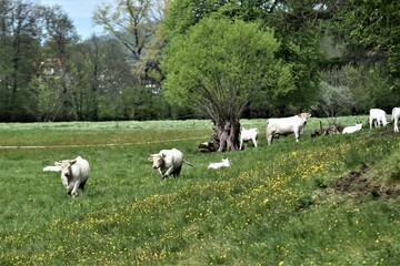 Charolais