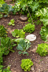 Au potager - Cultures associées de jeune plants de légumes en pleine terre : salade, choux, bette ou poirée, chicorée, rhubarbes