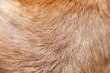 Dog fur  texture light brown patterns natural line background