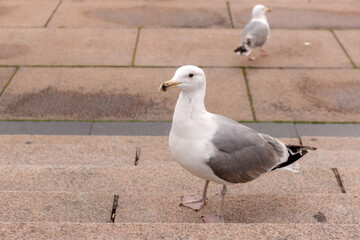 seagull on the steps