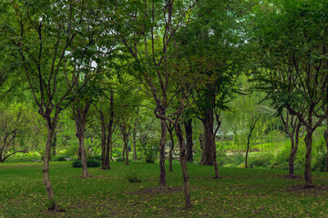 Fototapeta na wymiar The trees are green in spring