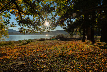 Sun starburst shining through autumn trees with golden leaves covering the ground at Lake Wanaka, South Island