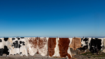 Different cowhides in the mountains - obrazy, fototapety, plakaty