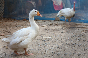 White female goose is stay in  garden