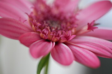 Blütenartiges Inneres einer rosafarbenen Gerbera.