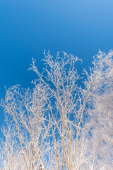 Fototapeta premium Snow and rime in winter in Changbai Mountain, Jilin Province, China