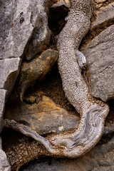 Gnarled grey pine tree root in rocks